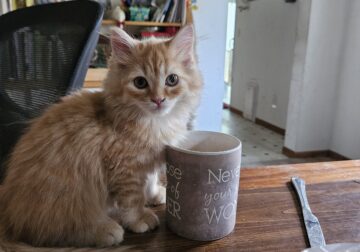 Himalayan/MaineCoon