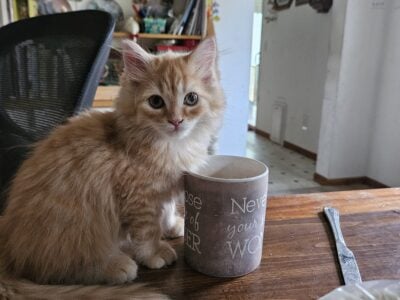 Himalayan/MaineCoon
