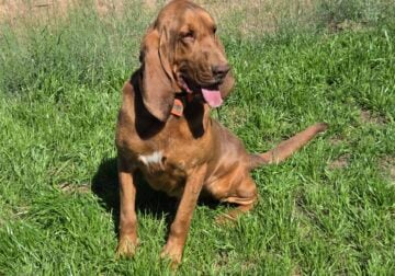 Bloodhound