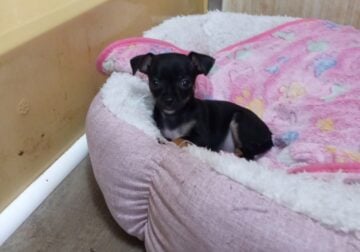 tiny chihuahua puppies