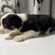 Australian Shepherds for Sale
