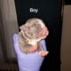 Blue Merle Puppys 5/11/25