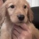 Dark Golden s Available