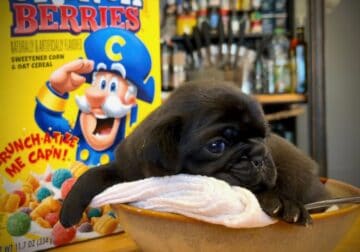 Crunch Berry