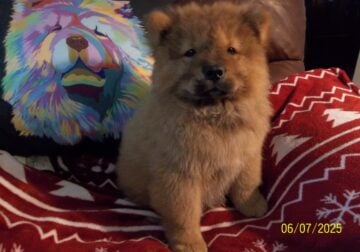 SIMBA IS AN ADORABLE PUREBRED CKC REG CHOW PUP