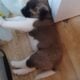 Akc Akita puppies