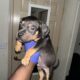 Tri bully pitbull puppies