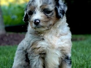 Missy Bernedoodle puppies