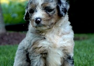 Missy Bernedoodle puppies