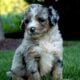 Missy Bernedoodle puppies