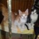 free kittens