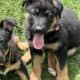 Hi I’m Nokie a 10.5 week Shepherd pup from Butler