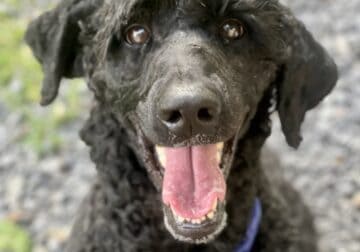 Standard Poodle