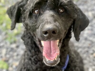 Standard Poodle