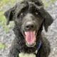 Standard Poodle