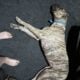 Full blooded presa canario psycho bloodline