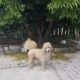 AKC MOYEN POODLE