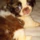 7 week pekingese