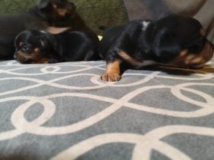 Dachshund Chihuahua mix