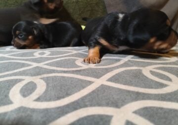 Dachshund Chihuahua mix