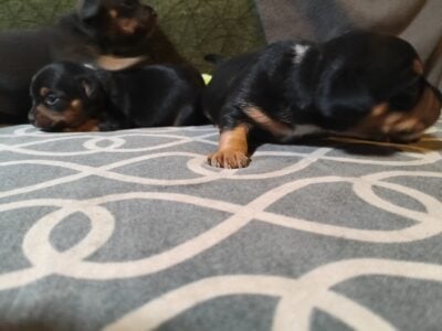 Dachshund Chihuahua mix