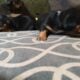 Dachshund Chihuahua mix