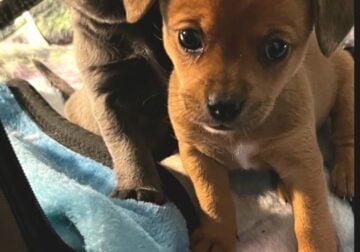 Adorable Tiny Chiweenie puppies Rare Blue boy