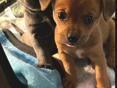 Adorable Tiny Chiweenie puppies Rare Blue boy