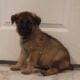 Purebred German Shepherd Puppies