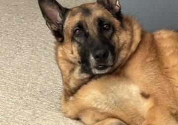 Malenoir German Shepherd