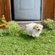 Buckley the Cavachon