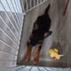 Akc german sheppard puppy