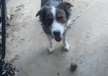 Gracie