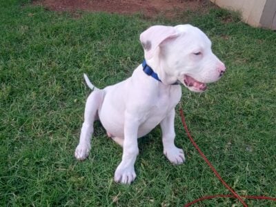 4 month old puppy