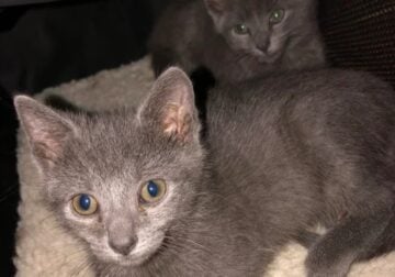 FREE kittens!