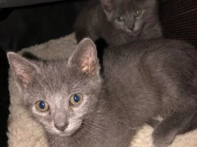 FREE kittens!