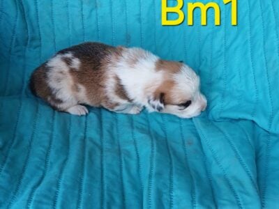 American Corgis