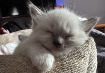 Lucy – Blue Point Mitted Ragdoll Kitten
