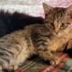 Maine Coon Mix Kittens need good Homes