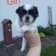 Shihtzu boys and girls all black and white