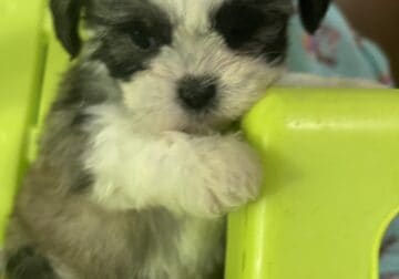 lhasa apso females