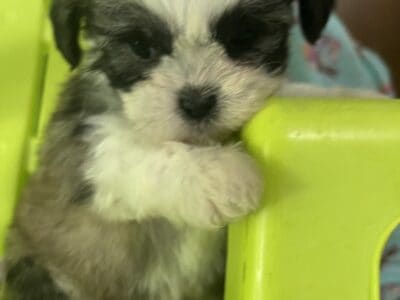 lhasa apso females