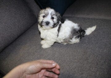 Female Havanese
