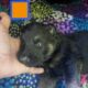 German shepherd puppies