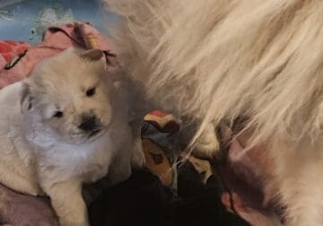 Chow puppies