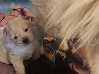 Chow puppies