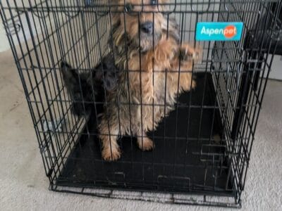 Yorkie male mixed
