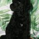 3 Month standard poodle