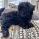Shih tzu puppies