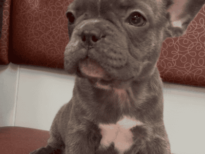 French bulldogs